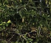 Продать Дачи, коттеджи, загородные дома Восход садоводческий массив, 19-й км СНТ, улица Тенистая   