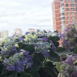 Продажа 2-комн квартиры на вторичном рынке ул Соловьиная Роща,  д. 9