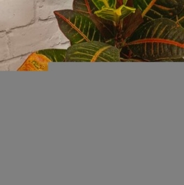 Продажа 1-комн квартиры на вторичном рынке Энергетиков пр-кт,  д. 54 к2