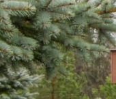 Продать Дачи, коттеджи, загородные дома Малиновые Вечера кп, улица Рябиновая  36 