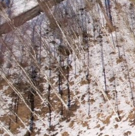 Продажа земли Репино Парк кп, д. 620 Продажа земли Репино Парк кп, д. 620