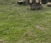 Продать Дачи, коттеджи, загородные дома Сосновый Бор, Весна СНТ, улица Лесная   