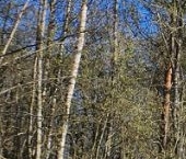 Продать Дачи, коттеджи, загородные дома д. Светлое, улица Полевая   