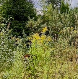 Продажа дома Бавария СНТ, 163 Продажа дома Бавария СНТ, 163