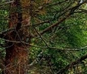 Продать Дачи, коттеджи, загородные дома Мшинская садоводческий массив, Железнодорожник СНТ, улица Главная   