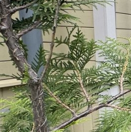 Продажа 2-комн квартиры на вторичном рынке Павловск, Песчаный переулок, 9 Продажа 2-комн квартиры на вторичном рынке Павловск, Песчаный переулок, 9