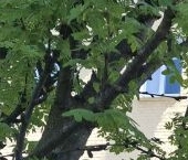 Продать Квартиры вторичка Языковский переулок, 5К5   