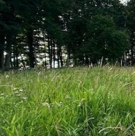 Продажа земли Вишневский Берег кп, пос. Вишневка