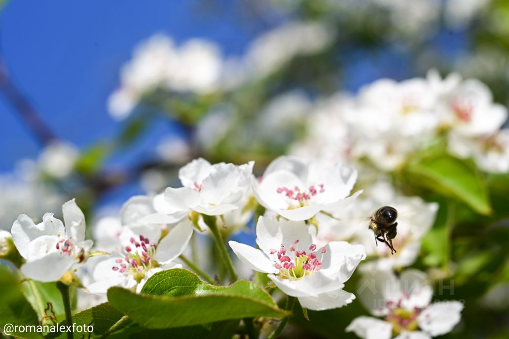 Продажа земли д. Покровская, переулок Динамовский
