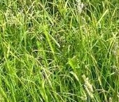 Продать Земельные участки, земля пос. Громово, улица Центральная   