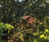 Продать Дачи, коттеджи, загородные дома Юбилейное-Ручьи СНТ, 339   