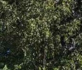 Продать Квартиры вторичка Пискаревский проспект, 159к8   