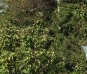 Продать Дачи, коттеджи, загородные дома Мшинская садоводческий массив, Металлург СНТ  9 