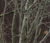 Продать Земельные участки, земля Ломоносов, улица Труда   