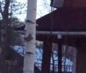 Продать Дачи, коттеджи, загородные дома Ухта садоводческий массив, Мельничный ручей СТ  63 