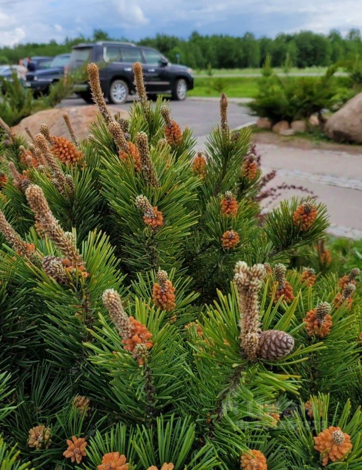 Продажа земли Гатчина Гарденс ЖК, д. Красницы