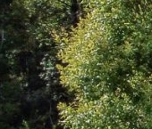 Продать Земельные участки, земля д. Матокса, улица Западная   