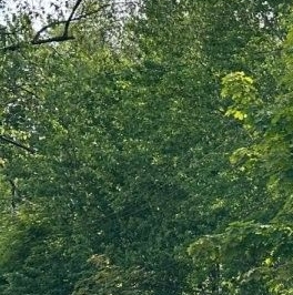 Продажа земли пос. Лисий Нос, Кольцевая улица, 16