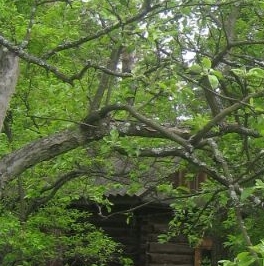 Продажа земли Вырица городской поселок, улица Соболевского, 22 Продажа земли Вырица городской поселок, улица Соболевского, 22