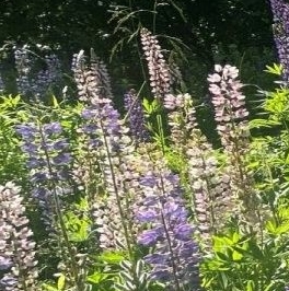 Продажа земли Восход садоводческий массив