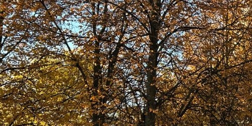 2-комн квартира Полюстровский проспект, 33к1