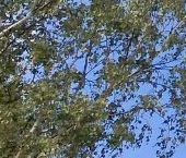 Продать Квартиры вторичка проспект Художников, 5К3   