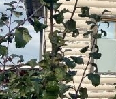 Продать Дачи, коттеджи, загородные дома Дудергоф кп, улица Лермонтова   