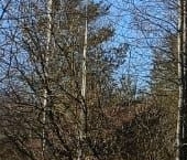 Продать Дачи, коттеджи, загородные дома Великое СНТ, 46А   