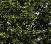 Продать Квартиры вторичка Братеевская улица, 18К5   