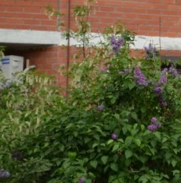 Продажа 1-комн квартиры на вторичном рынке Богородский мкр, Щелково, 10к2 Продажа 1-комн квартиры на вторичном рынке Богородский мкр, Щелково, 10к2