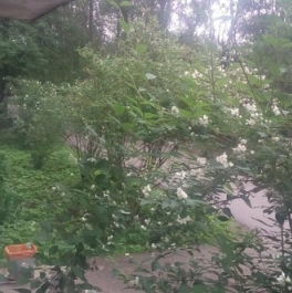 Продажа 2-комн квартиры на вторичном рынке Песочный п, Белоостровское ш,  д. 1