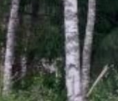 Продать Земельные участки, земля Репино Парк кп  606 