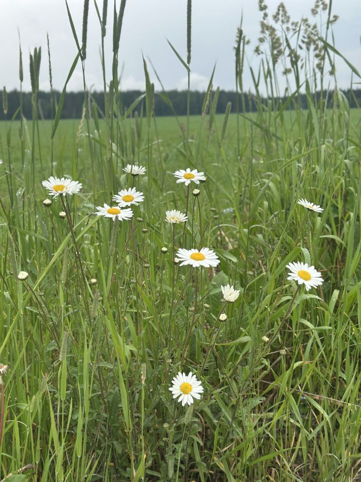 Продажа земли д. Меньково, улица Молодежная