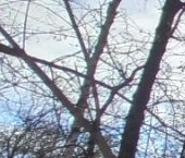 Сдать в аренду Квартиры вторичка проспект Буденного, 11К1   