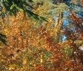 Продать Дачи, коттеджи, загородные дома Рощино пгт, переулок Безымянный, 3   