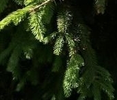 Продать Дачи, коттеджи, загородные дома Пупышево садоводческий массив, Здоровье СНТ, 2-я линия, 224   