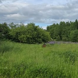 Продажа земли Павловск, Славяночка-2 СНТ, 370