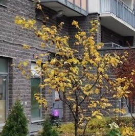 Продажа студии Мурино, бульвар Воронцовский, 14к1