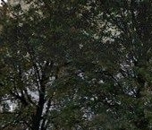 Сдать в аренду Квартиры вторичка бульвар Яна Райниса, 17   