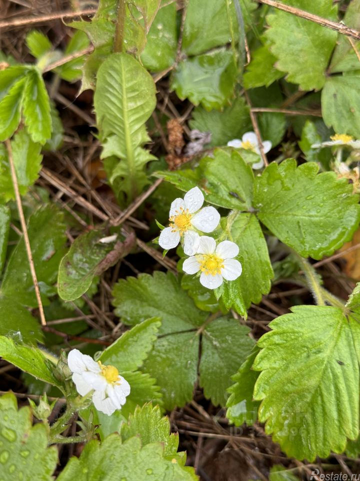 Продажа земли Голочёлово, 46Н-11690