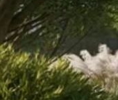 Продать Земельные участки, земля Павловск, Павлов Скай кп   