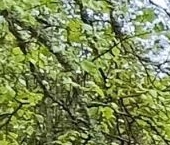 Продать Дачи, коттеджи, загородные дома пос. Лейпясуо, Буревестник СНТ, 231   