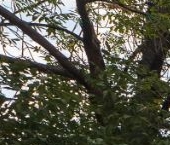 Продать Квартиры вторичка переулок Лялин, 11-13/1С1   