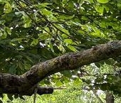 Продать Дачи, коттеджи, загородные дома д. Ропша, улица Садовая, 23   