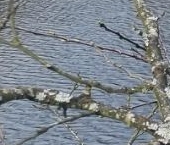 Продать Земельные участки, земля Мишкино-Поркузи садоводческий массив, Поркузи СНТ   