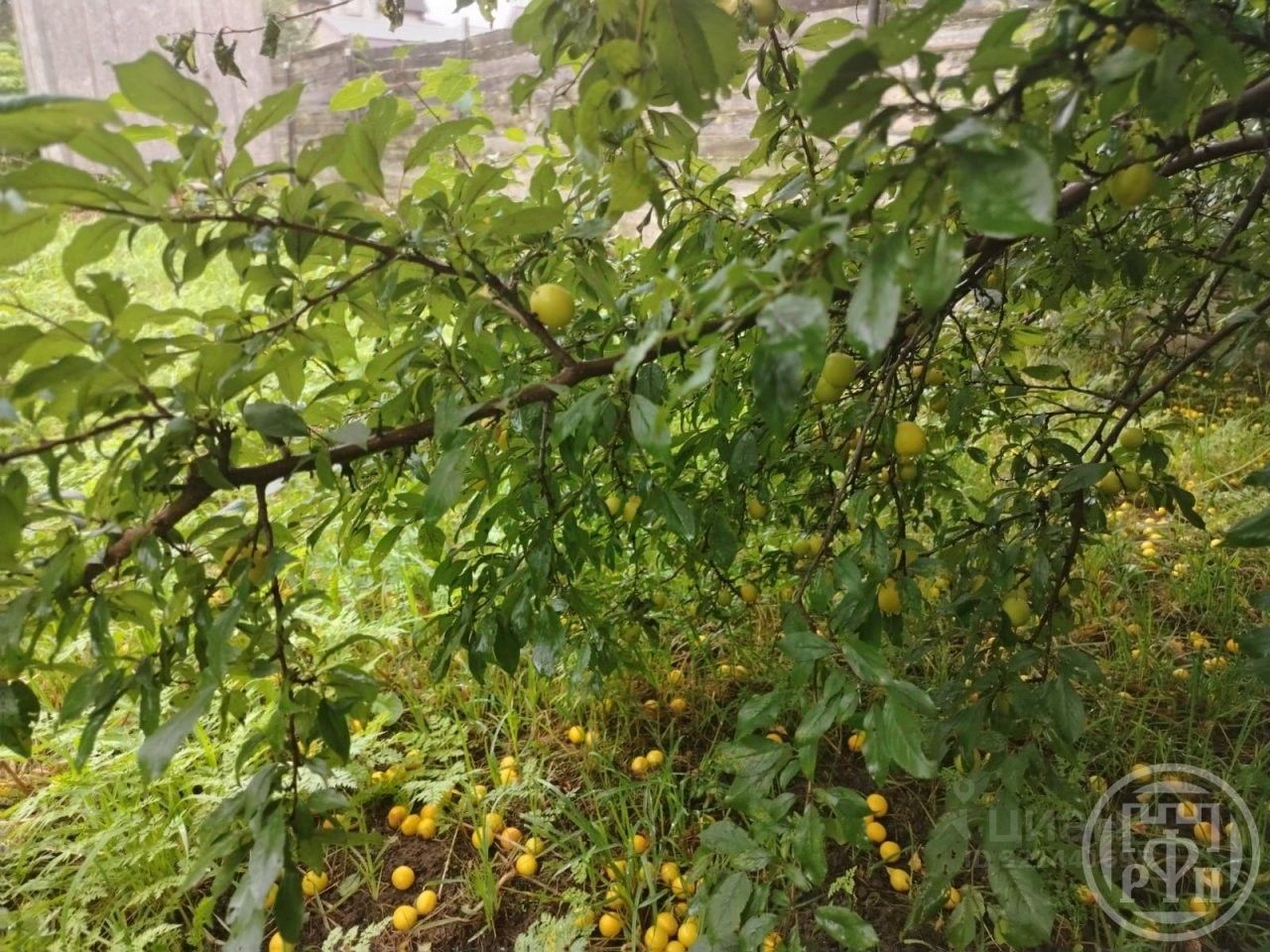 Продажа земли Новоселье городской поселок, 31