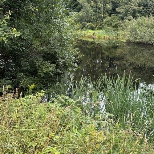 Коттедж/дом Токсово городской поселок, улица Лесовода Морозова