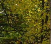 Продать Дачи, коттеджи, загородные дома Камышинская улица, 4   