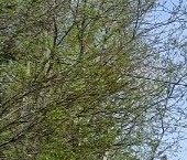 Продать Дачи, коттеджи, загородные дома Мшинская садоводческий массив, Металлист СНТ   