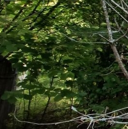 Продажа земли Центральный мкр, Вырица городской поселок Продажа земли Центральный мкр, Вырица городской поселок